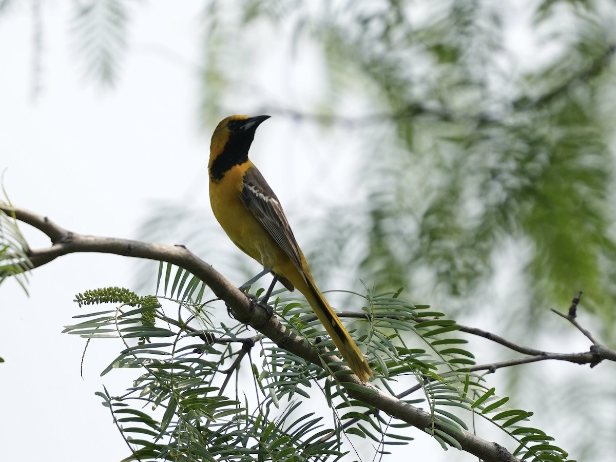 Hooded Oriole - ML634691897