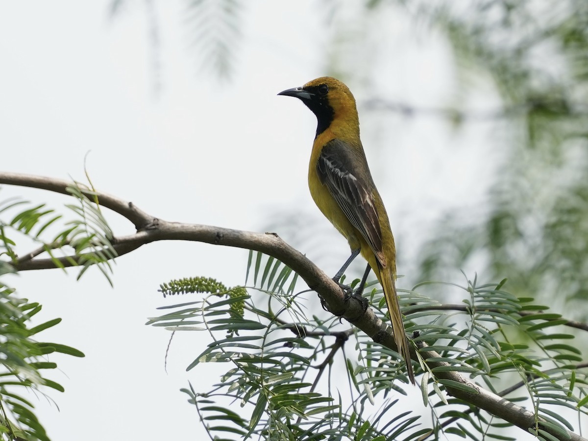 Hooded Oriole - ML634691898