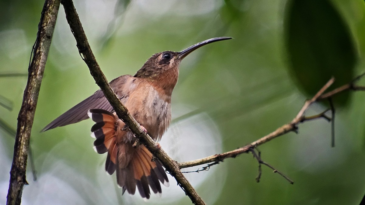 Bronzy Hermit - ML634691910