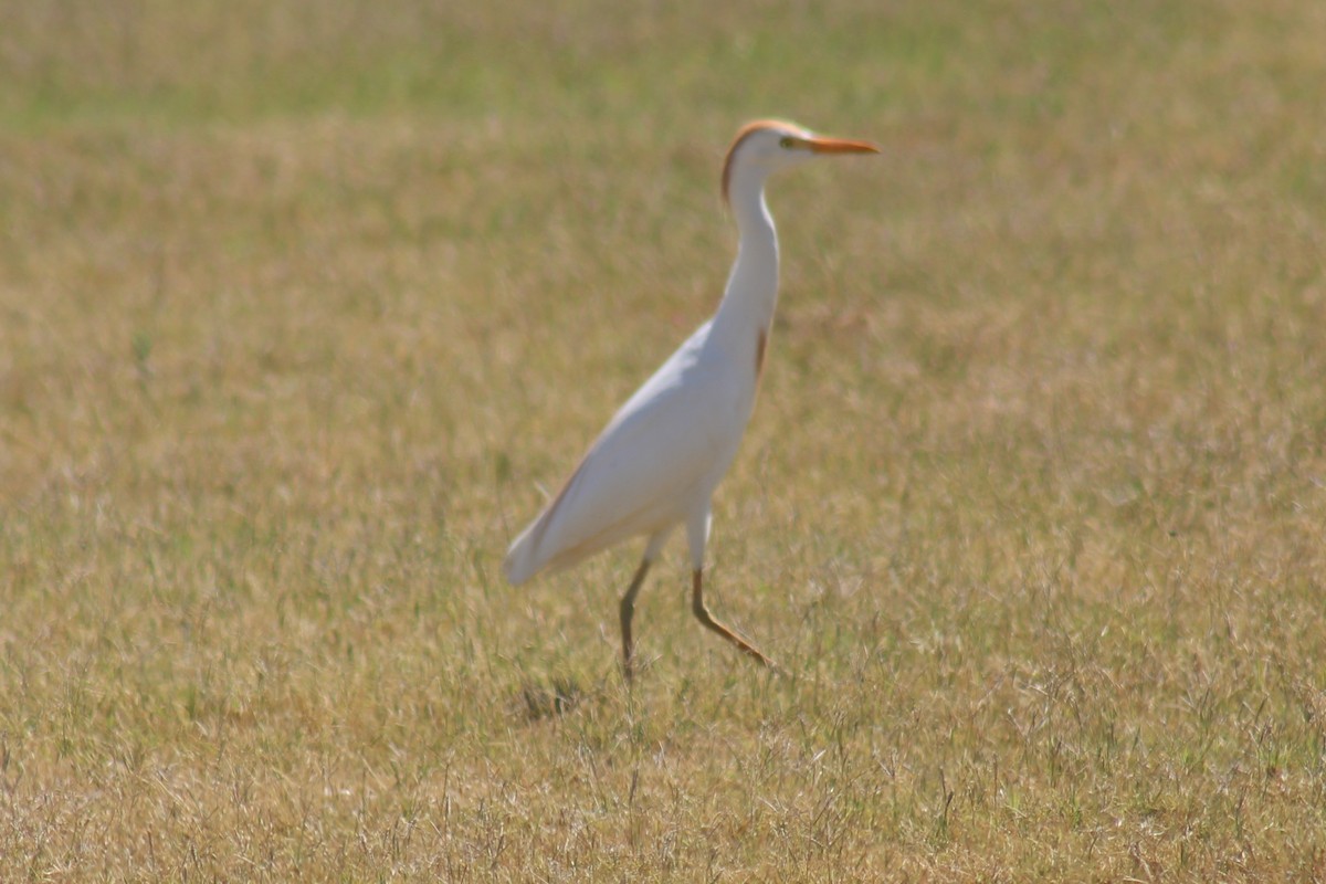 Western Cattle-Egret - ML634691924