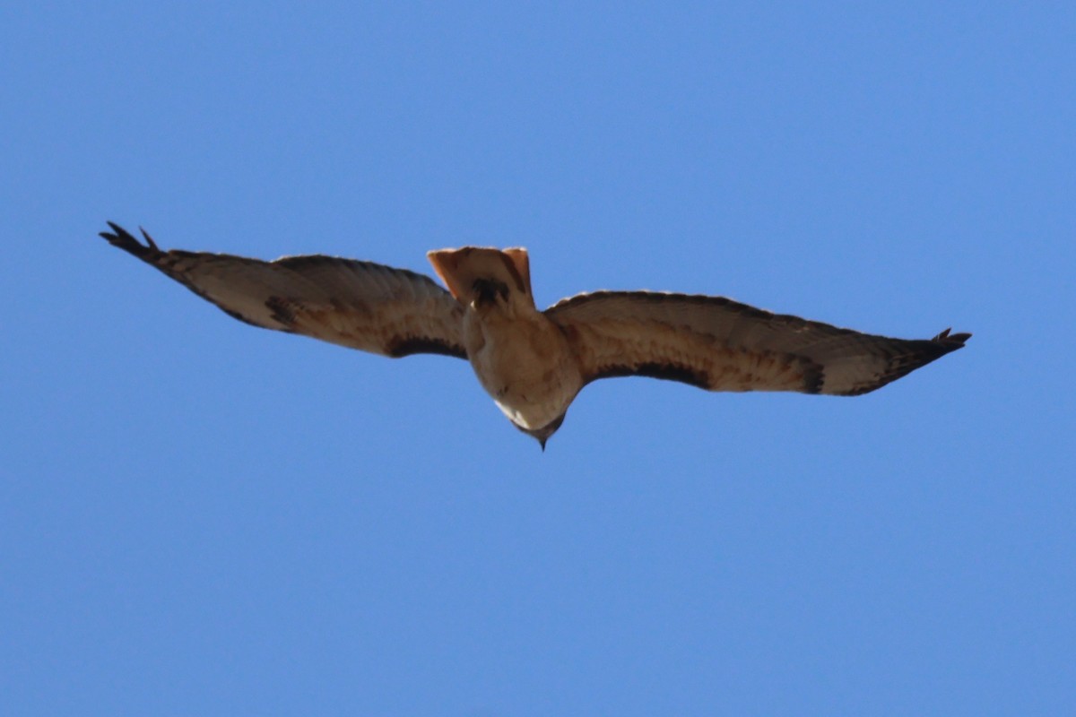 Rotschwanzbussard - ML634691930