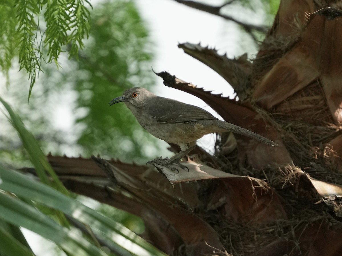 Curve-billed Thrasher - ML634691951