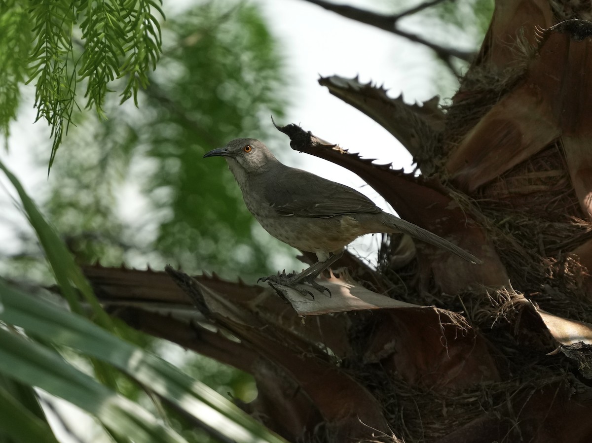 Curve-billed Thrasher - ML634691952