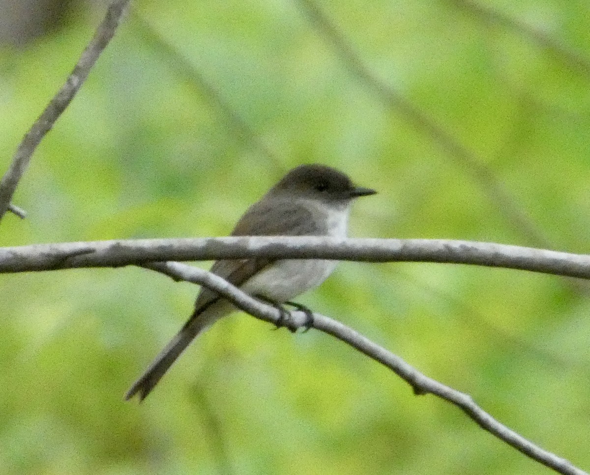 Eastern Phoebe - ML634691981