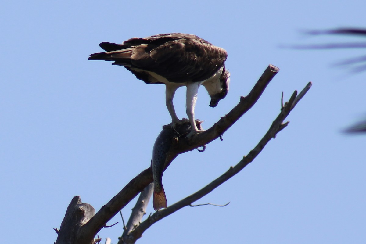 Osprey - ML634691983