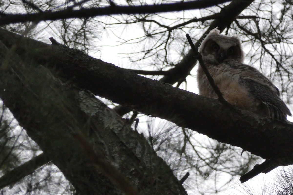 Great Horned Owl - ML634691985