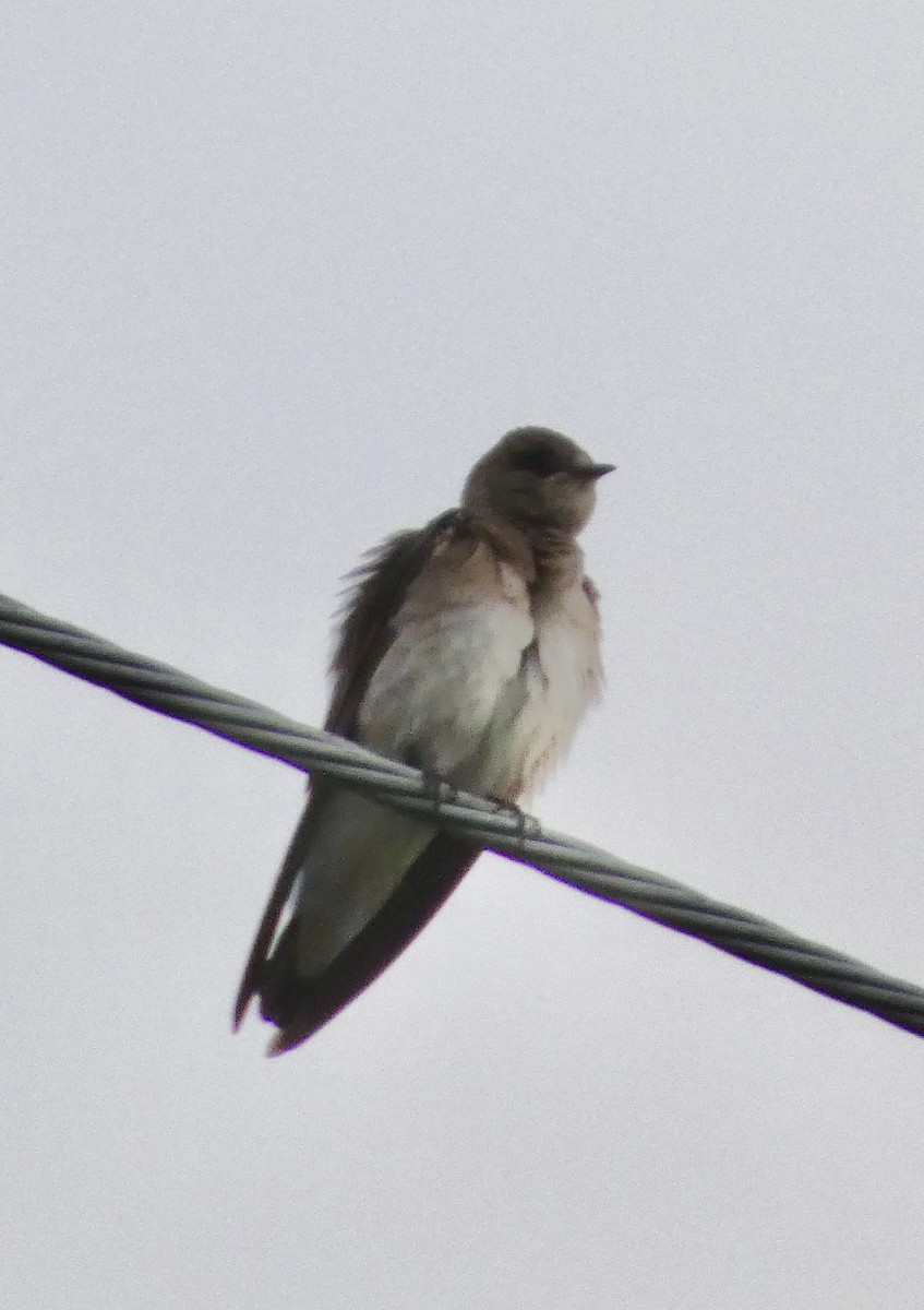 Northern Rough-winged Swallow - ML634691986