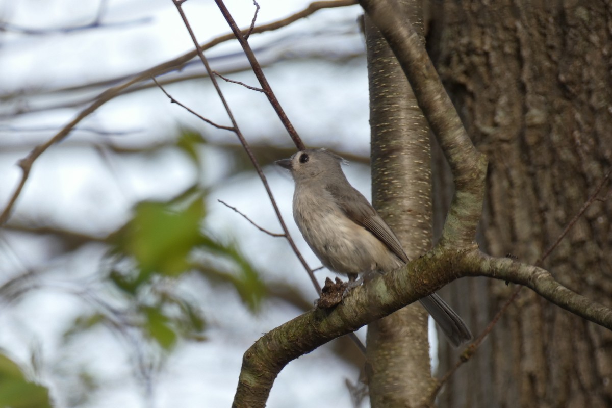 Tufted Titmouse - ML634691995