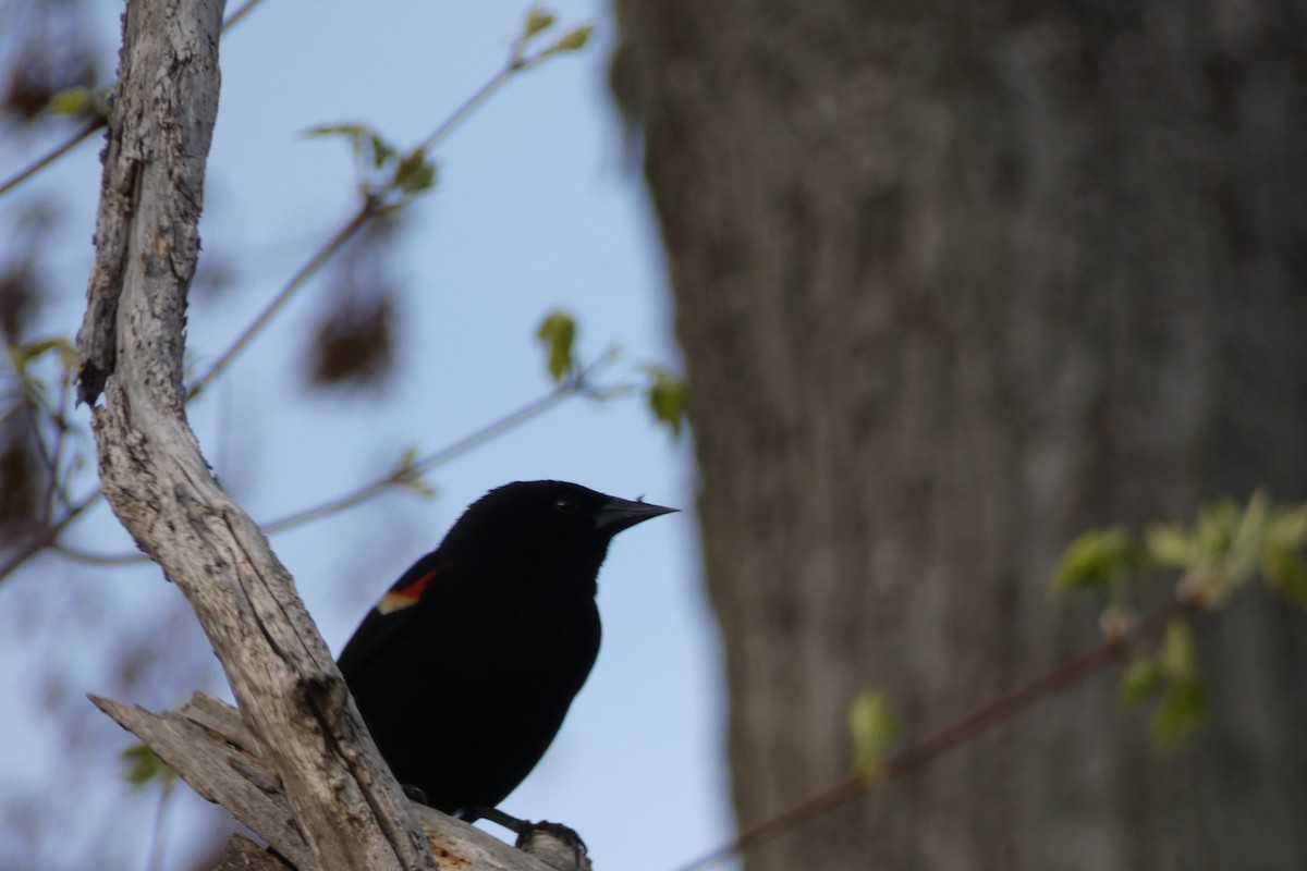 Red-winged Blackbird - ML634692016