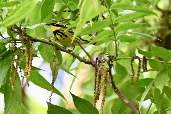 Magnolia Warbler - ML634692025
