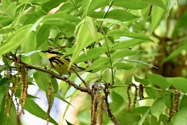 Magnolia Warbler - ML634692027