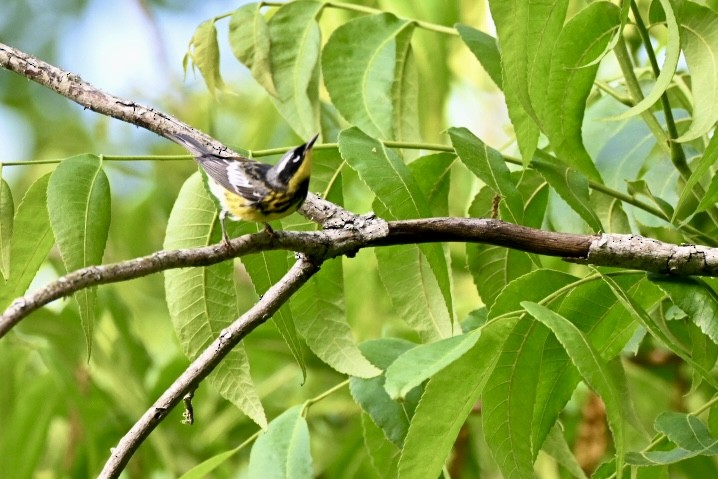 Magnolia Warbler - ML634692028