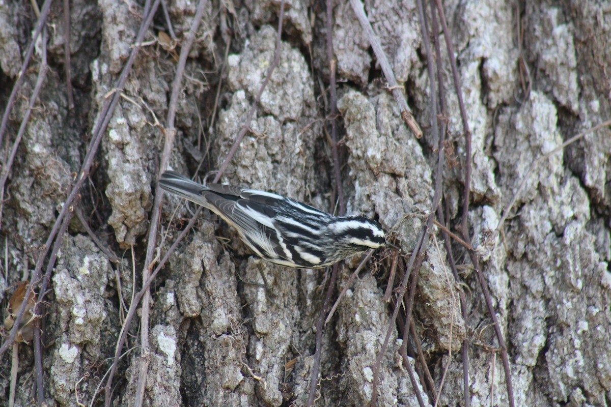 Black-and-white Warbler - ML634692031