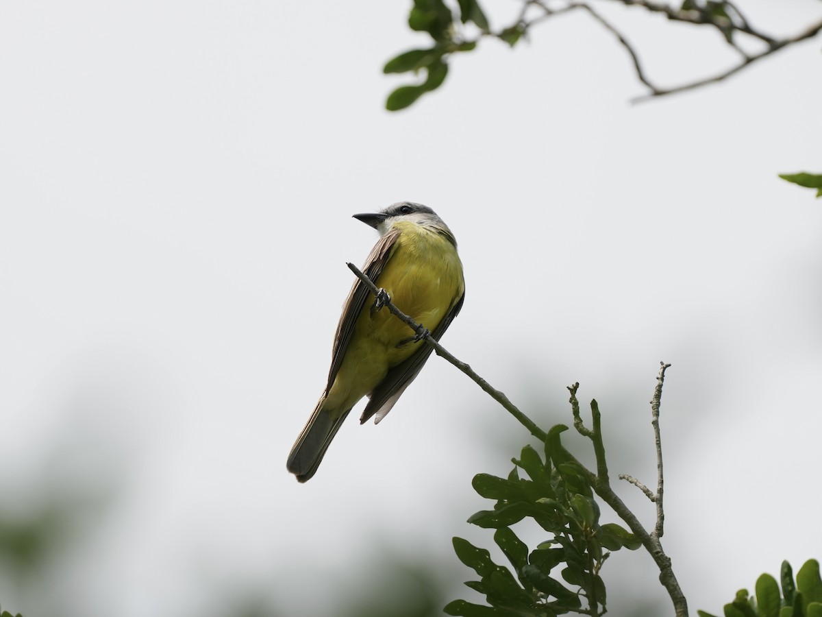 Tropical Kingbird - ML634692038
