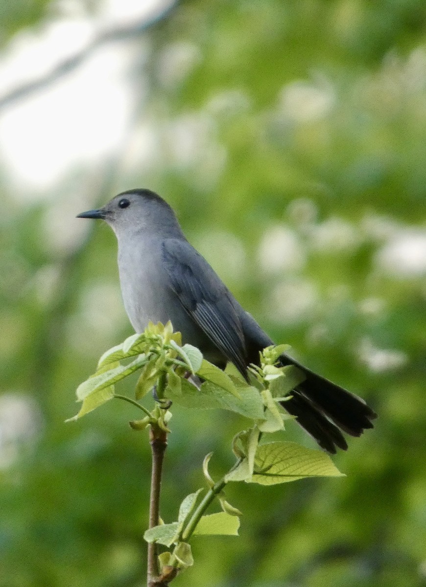 Gray Catbird - ML634692043