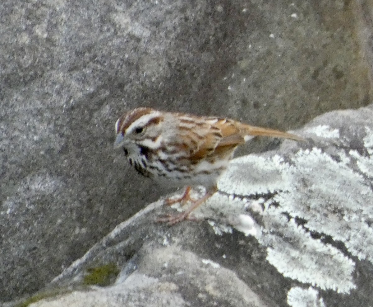 Song Sparrow - ML634692054