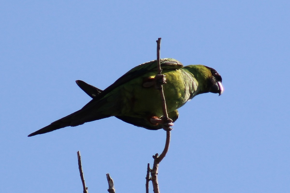 Nanday Parakeet - ML634692071