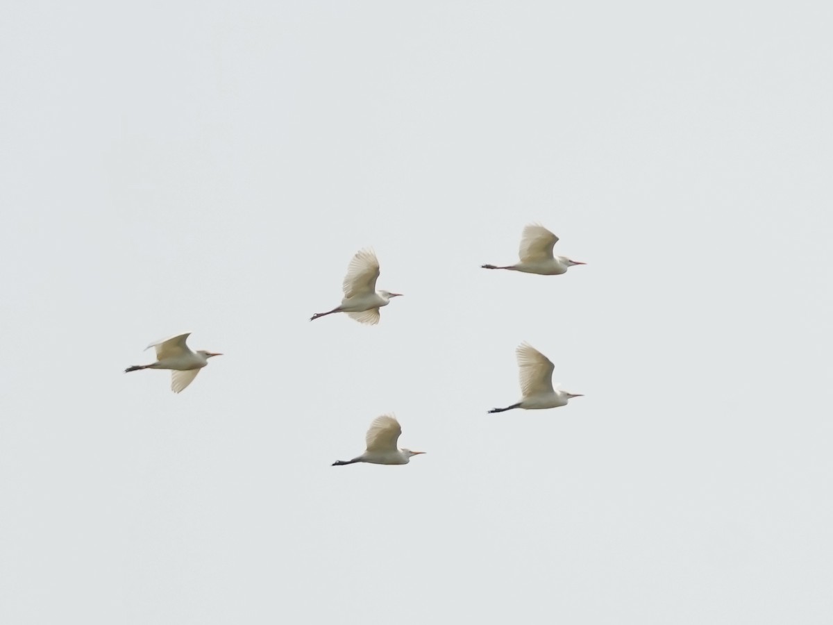 Western Cattle-Egret - ML634692102