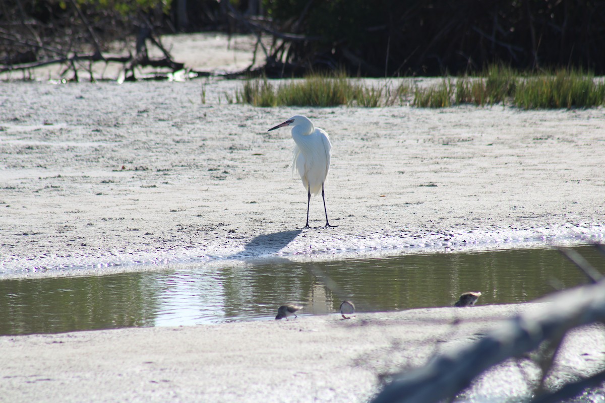 Reddish Egret - ML634692109