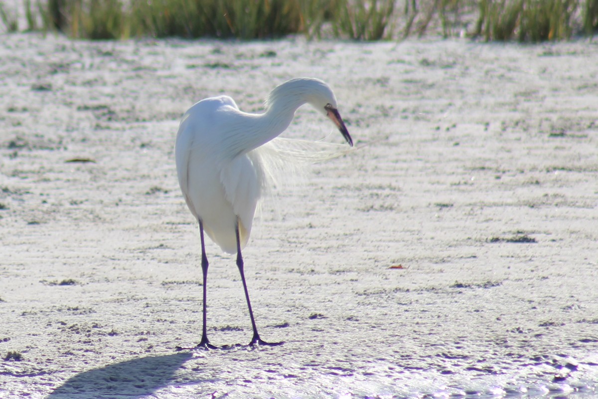Reddish Egret - ML634692124