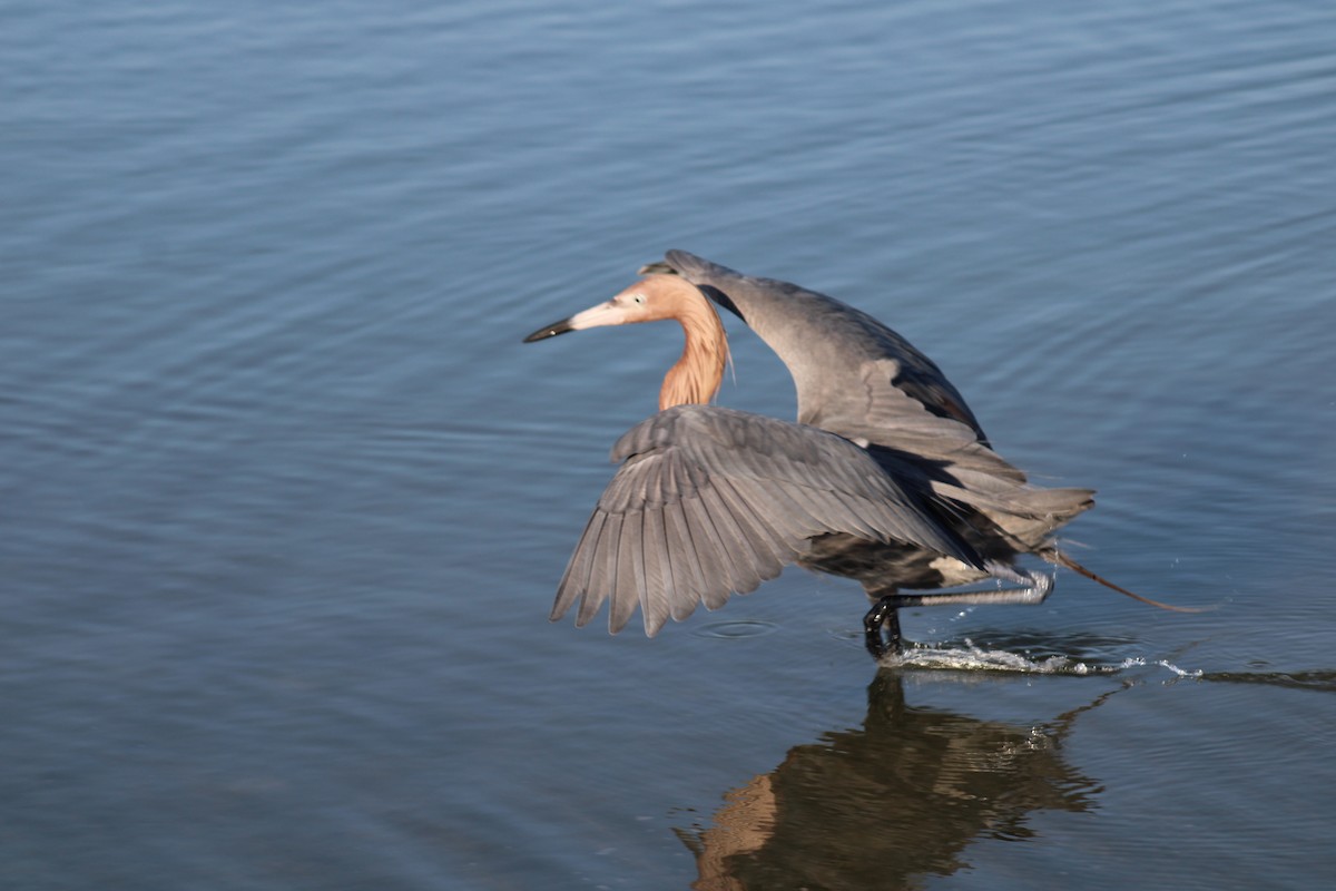 Reddish Egret - ML634692142