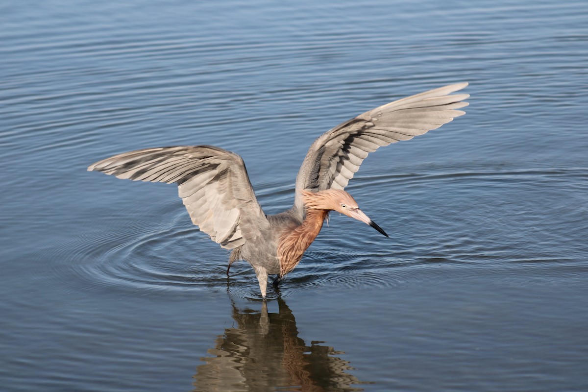 Reddish Egret - ML634692158