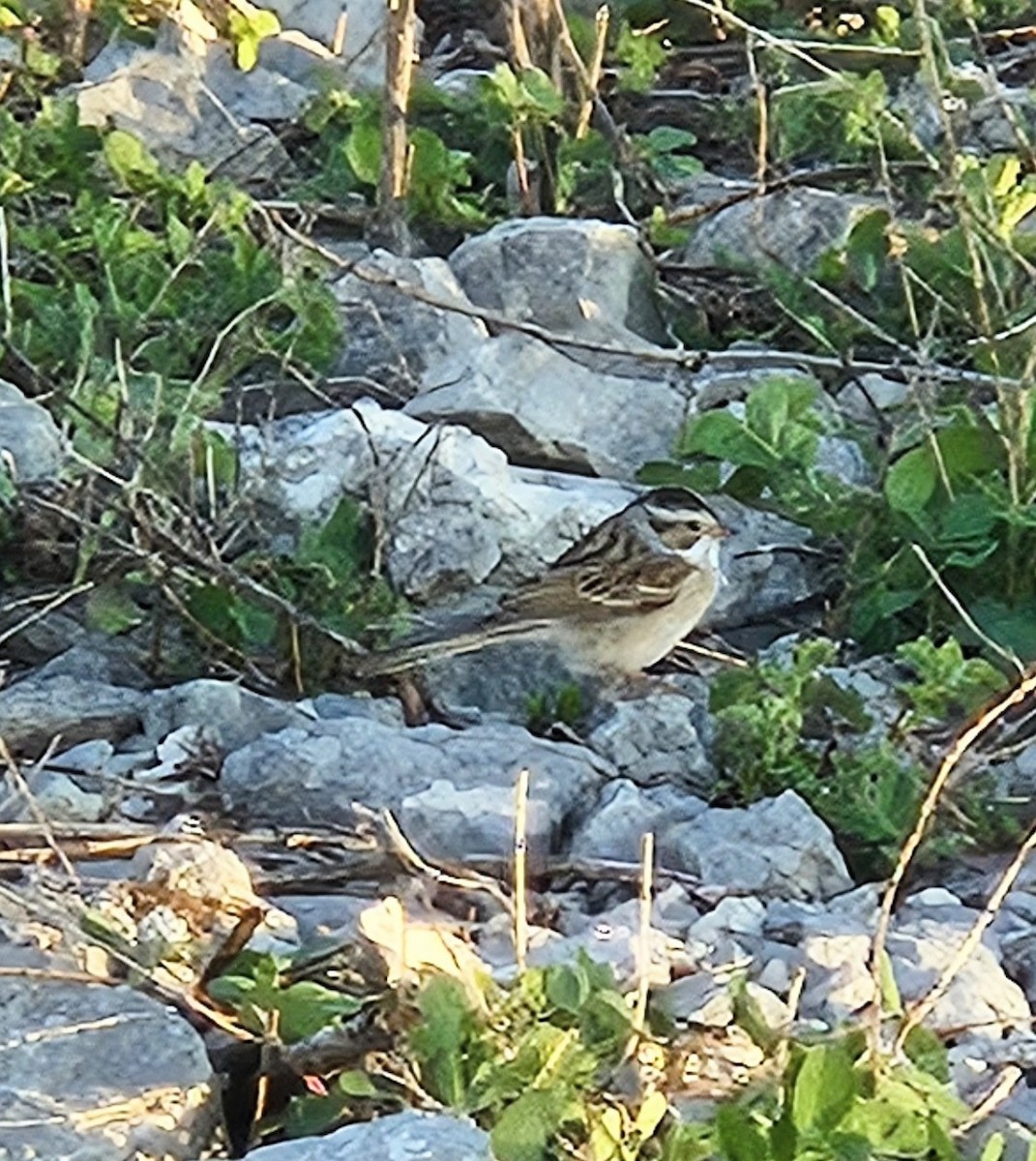 Clay-colored Sparrow - ML634692187