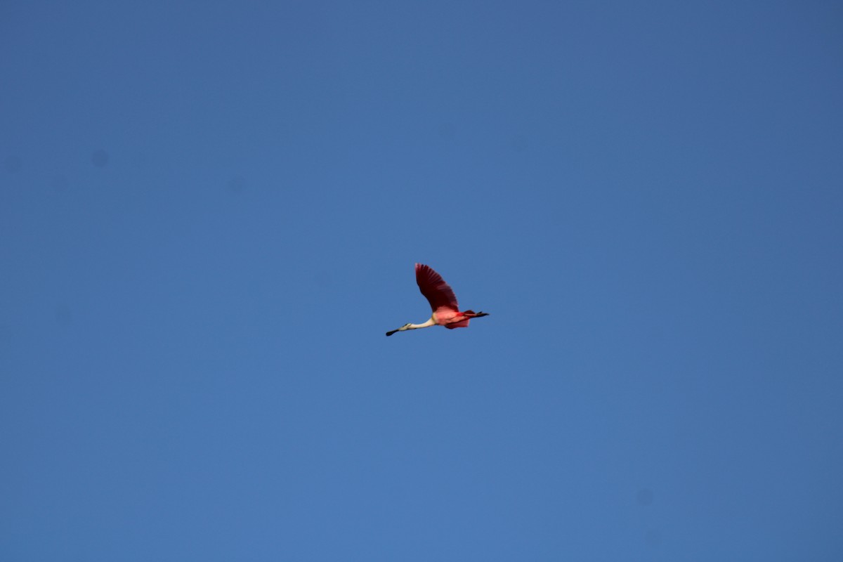 Roseate Spoonbill - ML634692209