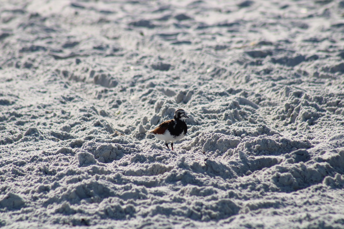 Ruddy Turnstone - ML634692263