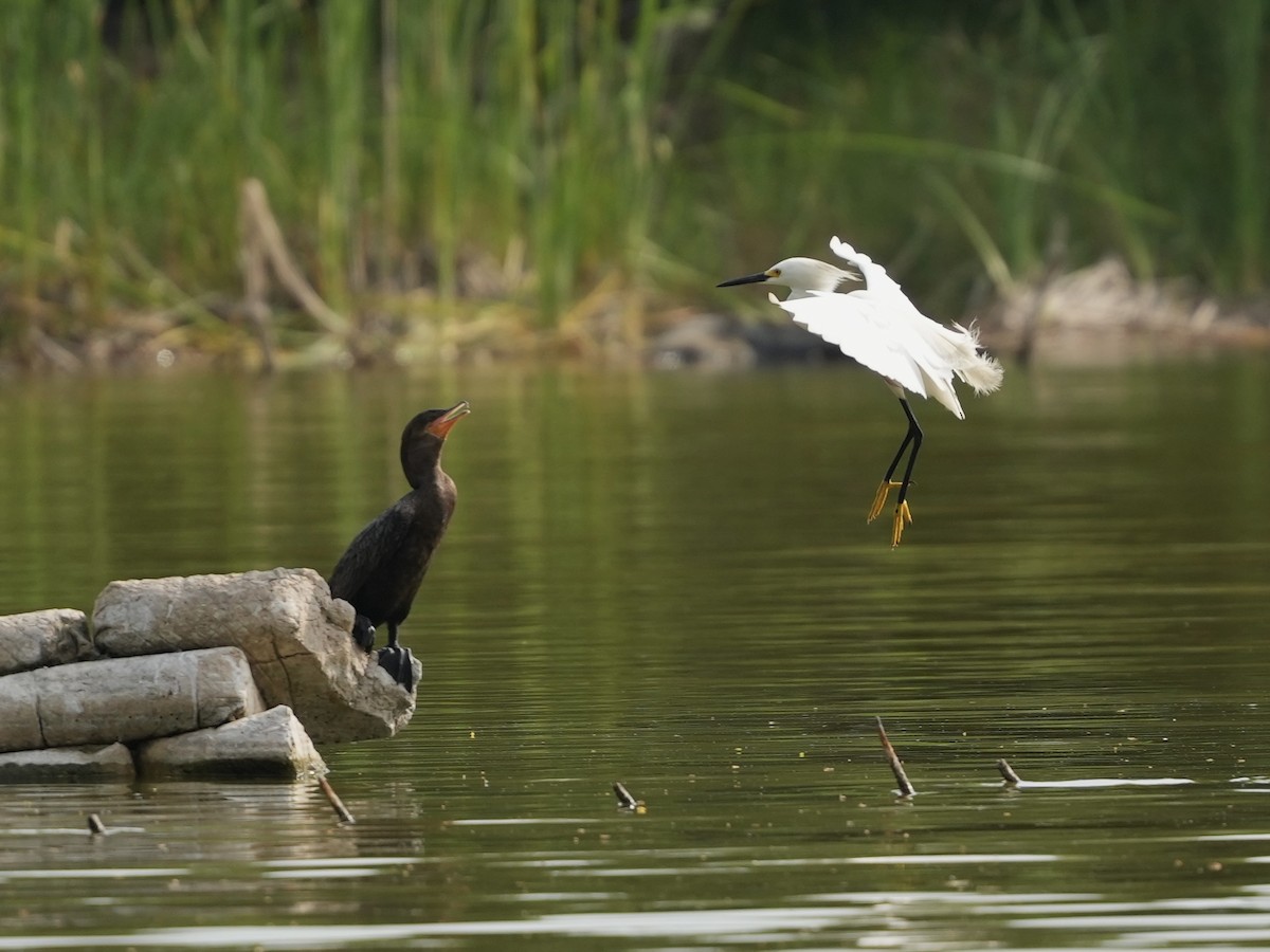 Neotropic Cormorant - ML634692265