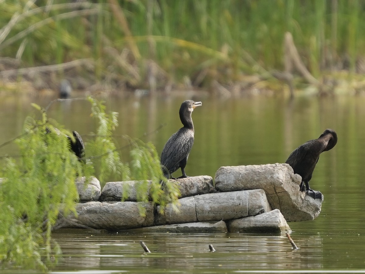 Neotropic Cormorant - ML634692266
