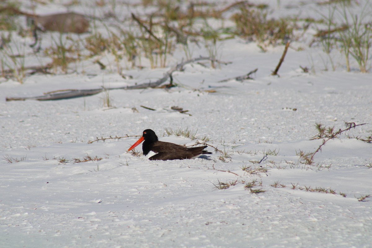 American Oystercatcher - ML634692272