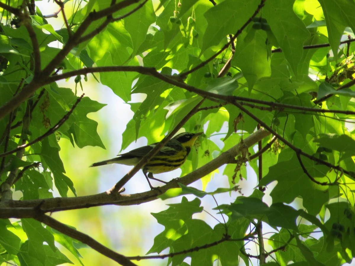 Magnolia Warbler - ML634692291