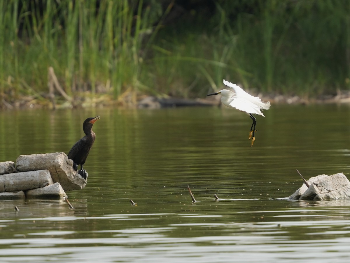 Snowy Egret - ML634692323