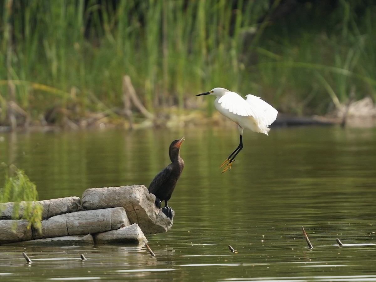 Snowy Egret - ML634692324