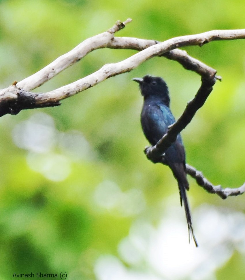 Çatal Kuyruklu Drongo Guguğu - ML63469241