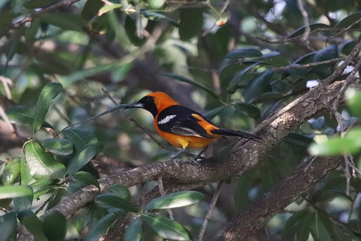 Hooded Oriole - ML634692475