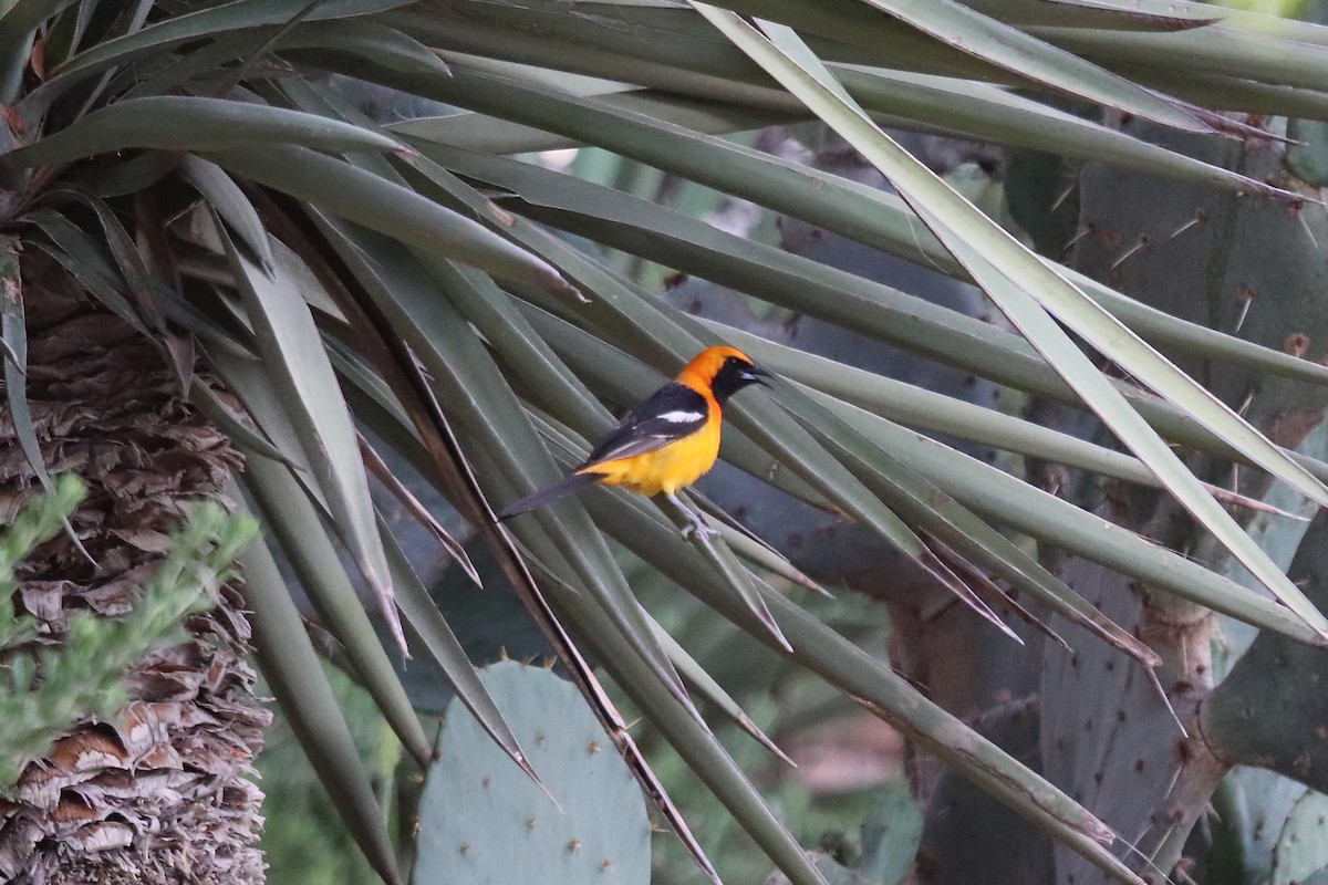 Hooded Oriole - ML634692486