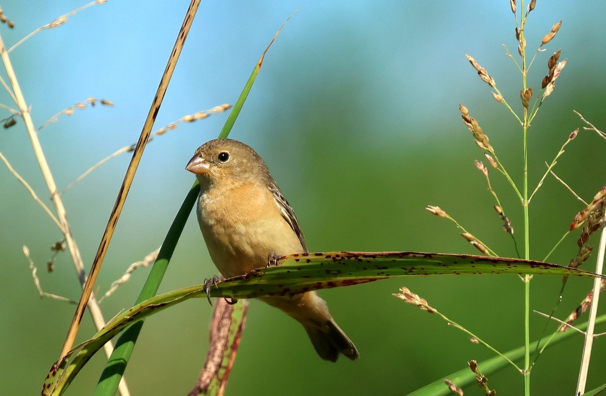 Dark-throated Seedeater - ML634692489