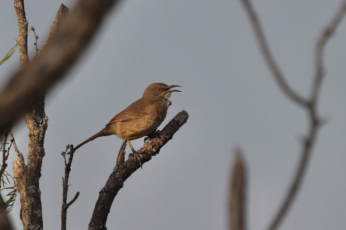 Curve-billed Thrasher - ML634692490