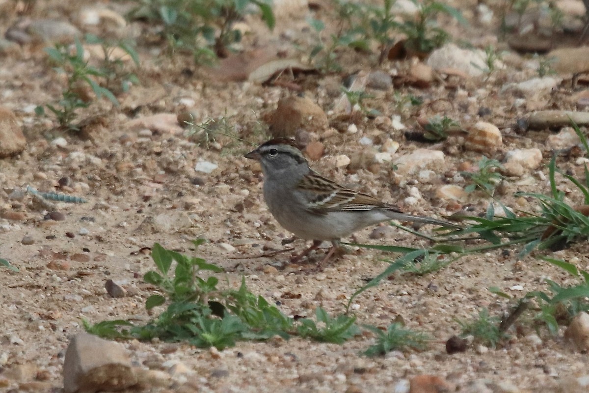 Chipping Sparrow - ML634692511