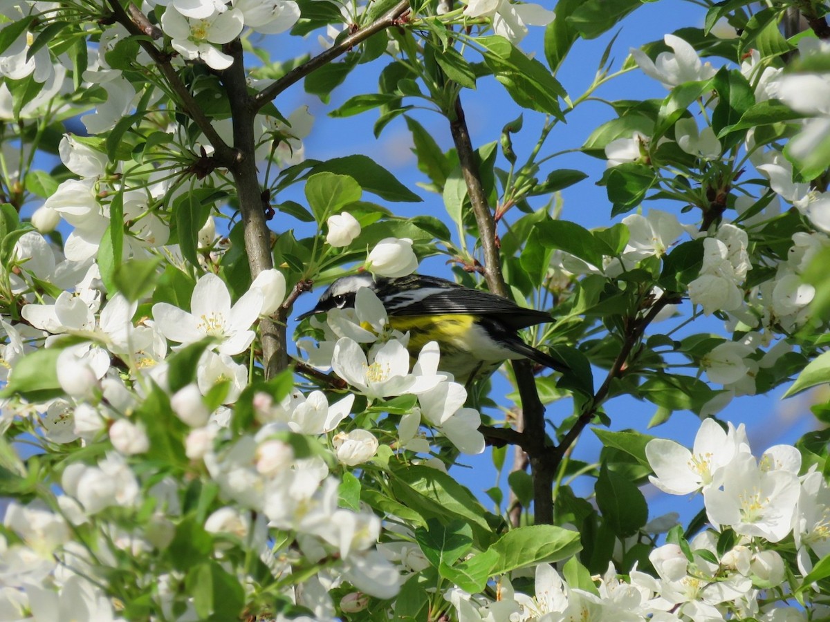 Magnolia Warbler - ML634692590