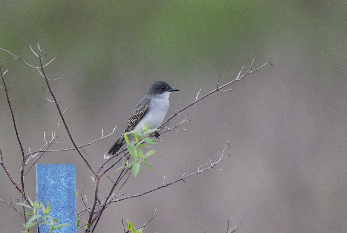 オウサマタイランチョウ - ML634692751