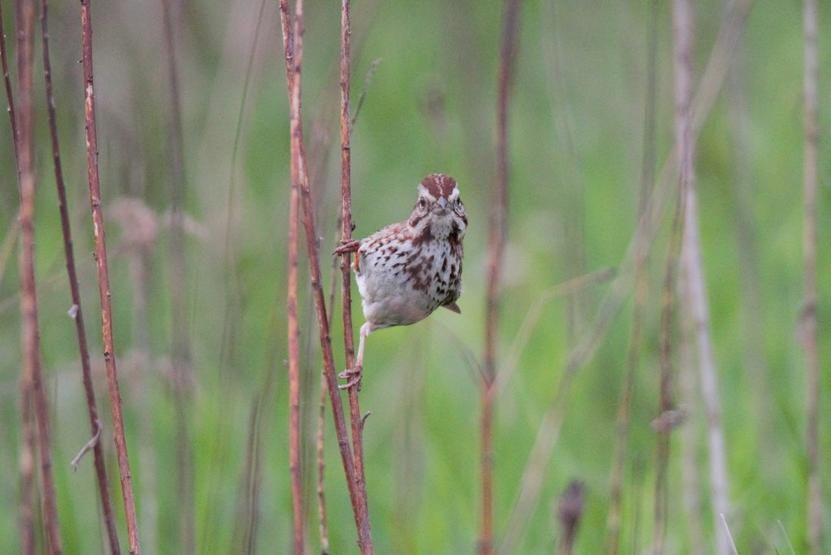 ウタスズメ - ML634692765