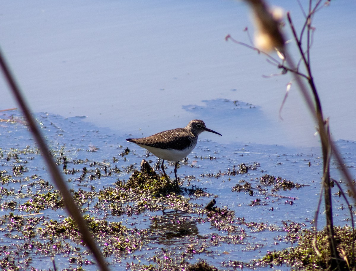 Solitary Sandpiper - ML634692780