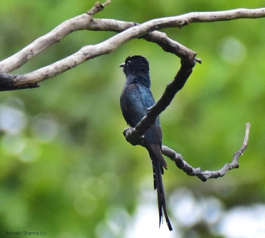 Çatal Kuyruklu Drongo Guguğu - ML63469281