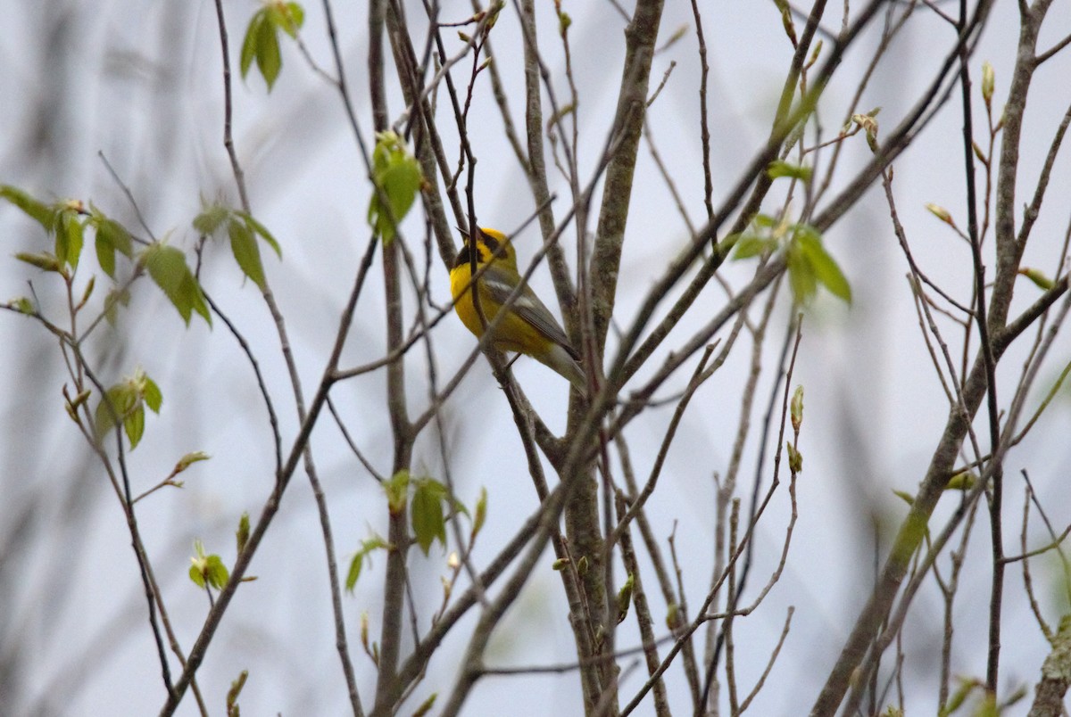 雑種 キンバネアメリカムシクイ ｘ アオバネアメリカムシクイ（F2戻し交配） - ML634692848