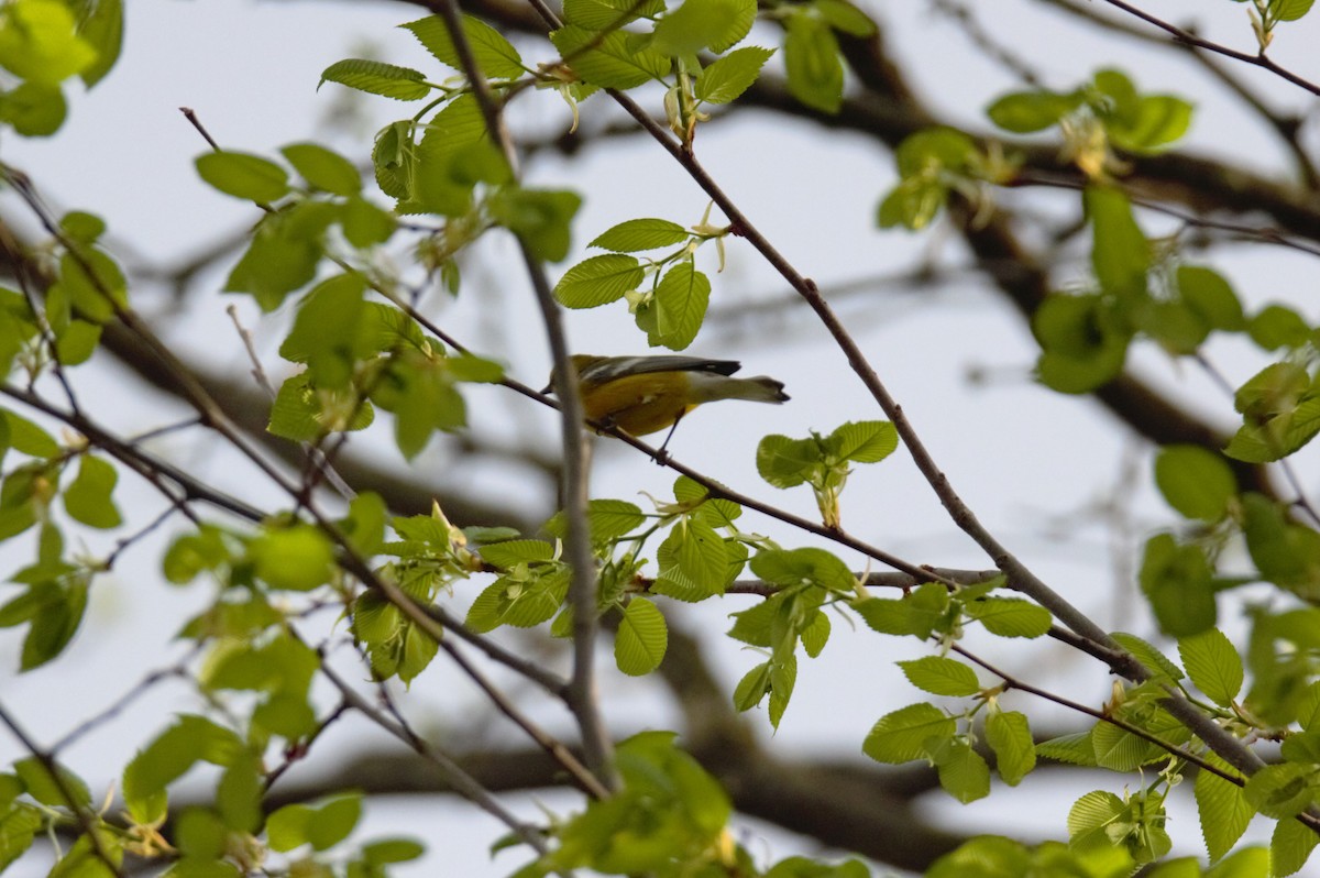 雑種 キンバネアメリカムシクイ ｘ アオバネアメリカムシクイ（F2戻し交配） - ML634692853
