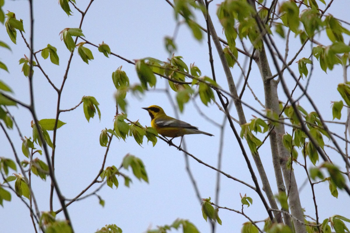 雑種 キンバネアメリカムシクイ ｘ アオバネアメリカムシクイ（F2戻し交配） - ML634692862