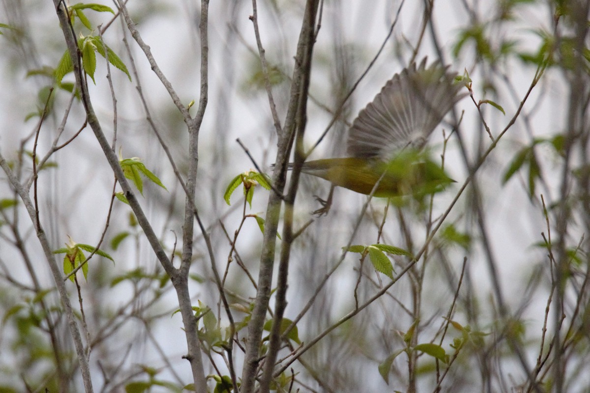 雑種 キンバネアメリカムシクイ ｘ アオバネアメリカムシクイ（F2戻し交配） - ML634692867
